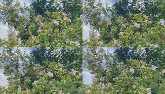 风吹紫薇落叶灌木2高清在线视频素材下载