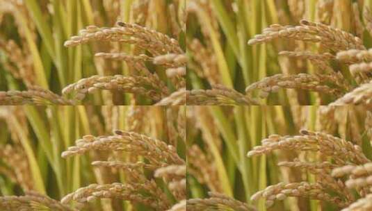 丰收的水稻稻田微距特写高清在线视频素材下载
