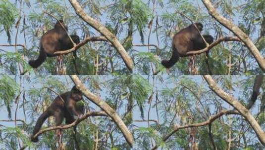 猴子抱着树上的巨大鳄梨吃高清在线视频素材下载