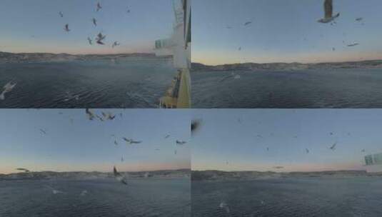 海鸥跟随游轮高清在线视频素材下载