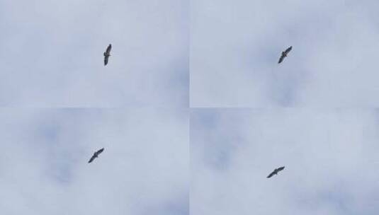 空中飞翔盘旋的老鹰高清在线视频素材下载