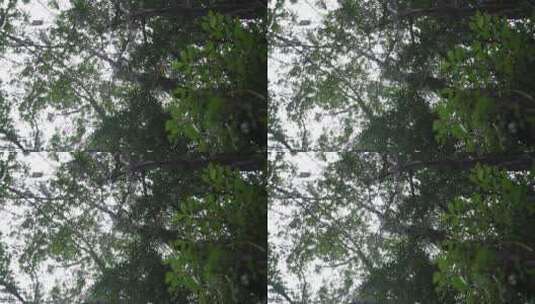 福建福州城市绿化榕树高清在线视频素材下载