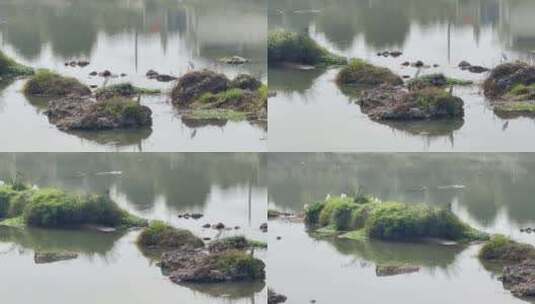 湿地公园白鹭河水3高清在线视频素材下载