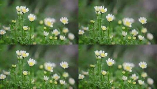 春天 细雨 小菊花 3高清在线视频素材下载