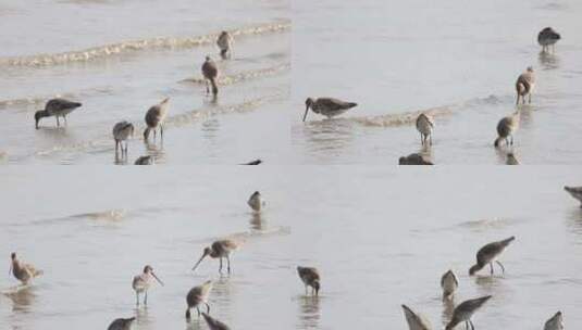 深圳湾飞行觅食的黑尾塍鹬群、鹬鸻群、鸟群高清在线视频素材下载