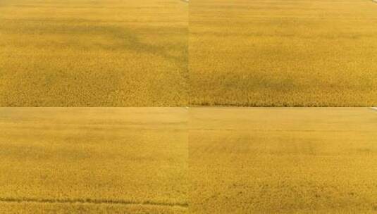 一望无际金黄色的稻田高清在线视频素材下载