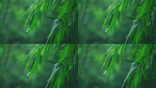 竹林下雨高清在线视频素材下载