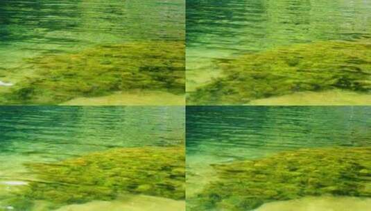 水底水草植被水波纹高清在线视频素材下载