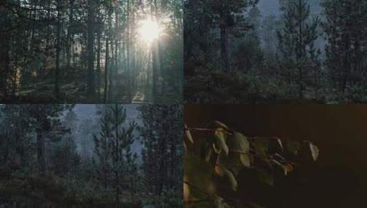天然氧吧森林光影森林晨雾树林唯美阳光树林高清在线视频素材下载