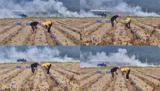 惠州万亩现代化实验农田航拍高清在线视频素材下载