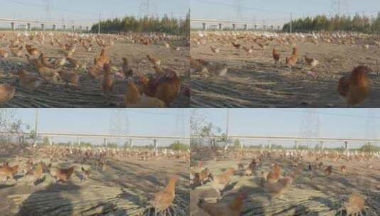 农村养鸡厂鸡鸭鹅奔跑狂奔高清在线视频素材下载