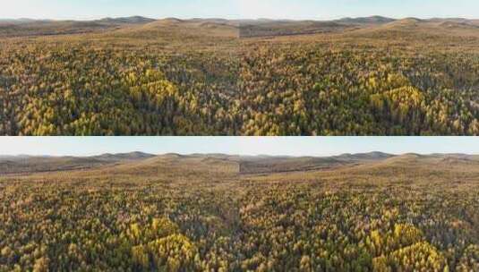 秋高气爽大兴安岭林海色彩斑斓森林秋色渐浓高清在线视频素材下载