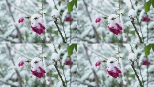 冬天大雪纷飞雪中的玫瑰花花朵高清在线视频素材下载