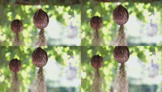 带悬挂根的种子 创意热带花园装饰高清在线视频素材下载