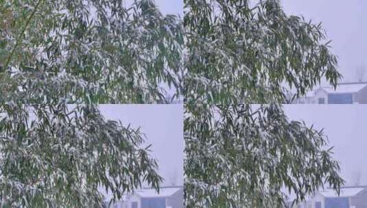 下雪雪景田野树木树林树枝雪花飘落高清在线视频素材下载