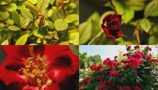 美丽 盛开 玫瑰 花朵 花蕾 特写高清在线视频素材下载