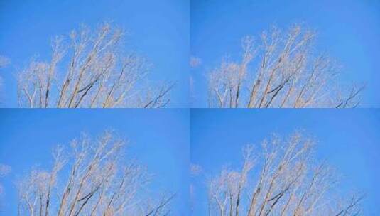 冬季晴天蓝天下的树枝高清在线视频素材下载