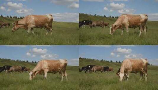 牧场 奶牛 自然 农业高清在线视频素材下载
