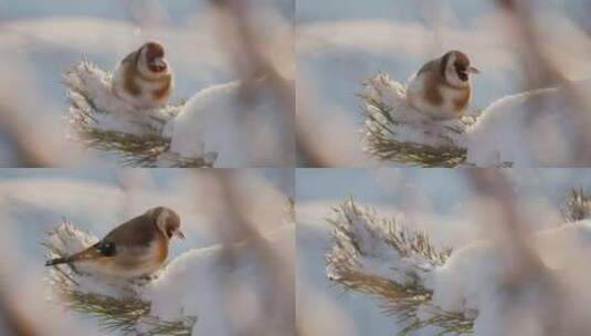 冬季树枝上的麻雀高清在线视频素材下载