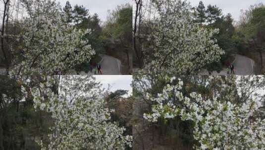 无锡鼋头渚樱花盛开满目樱花高清在线视频素材下载