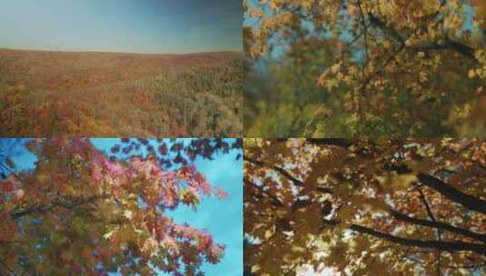 航拍森林秋天红枫叶特写高清在线视频素材下载
