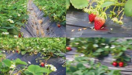 草莓、草莓种植、摘草莓高清在线视频素材下载