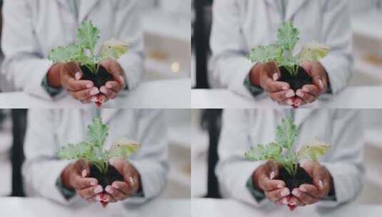 科学、手和女人与植物在实验室进行研究、生高清在线视频素材下载