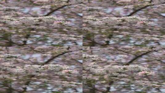风吹过春天的海棠  4K 60帧高清在线视频素材下载