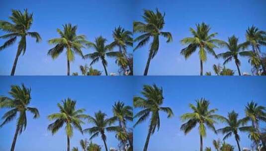 海南三亚傍晚蓝天下椰梦长廊绿色椰树高清在线视频素材下载