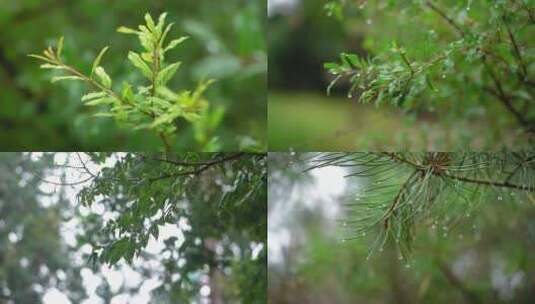 下雨天唯美空镜合集高清在线视频素材下载