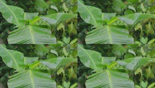 雨滴击中棕榈香蕉树树叶特写镜头高清在线视频素材下载