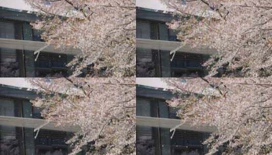 （慢镜）春风吹过樱花雨纷纷唯美竖版高清在线视频素材下载