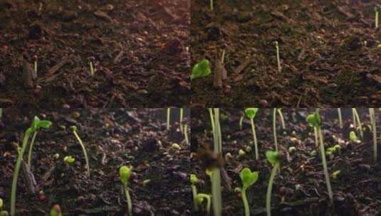 从地面发芽的植物芽的延时特写高清在线视频素材下载