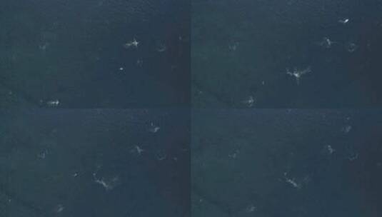 企鹅在海洋清澈海水中游泳的鸟瞰图。高清在线视频素材下载