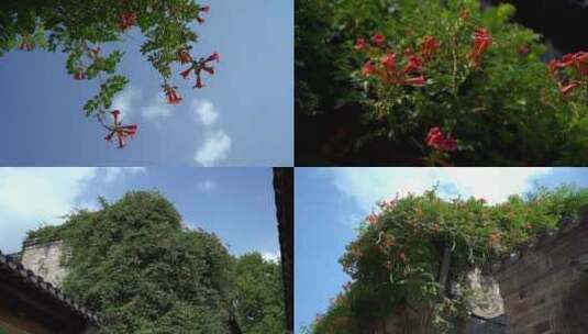 盛夏火红的凌霄花在蓝天下绽放高清在线视频素材下载