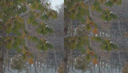 特写落满积雪的树枝雪花特写雾凇高清在线视频素材下载