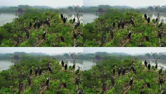 惠州西湖观鸟台航拍大景 1高清在线视频素材下载