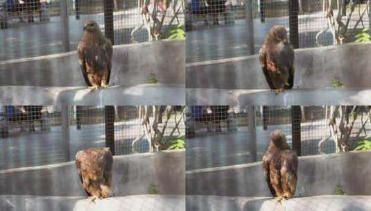 鹰老鹰梳理羽毛高清在线视频素材下载