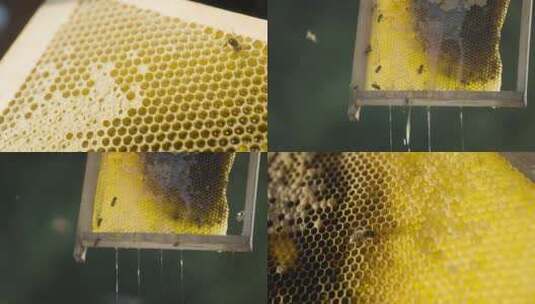 金黄色的蜂巢流出金黄色的蜜高清在线视频素材下载