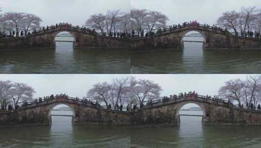 太湖鼋头渚长春桥樱花旅游团队踏春赏樱高清在线视频素材下载