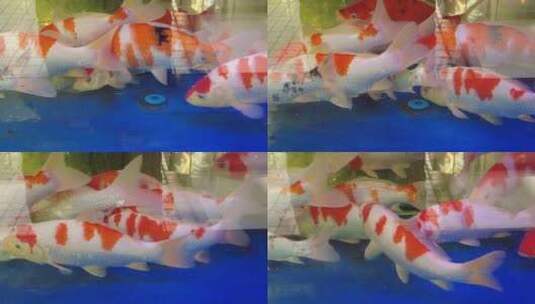 观赏鱼鱼缸里的金鱼实拍高清在线视频素材下载