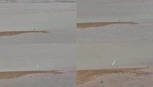 黄河河道内的水鸟灰鹭高清在线视频素材下载