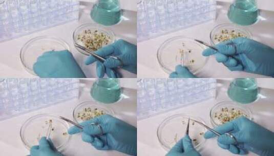 实验室转基因植物的研究高清在线视频素材下载