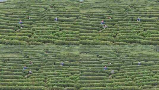 茶园采茶，春茶高清在线视频素材下载