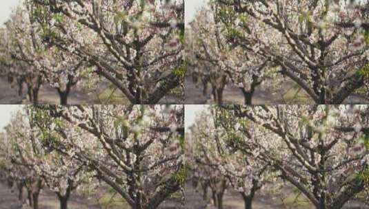 春天明亮的一天里开着白花的树高清在线视频素材下载