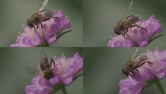 悬停苍蝇，花苍蝇，Syrphid苍蝇，昆高清在线视频素材下载