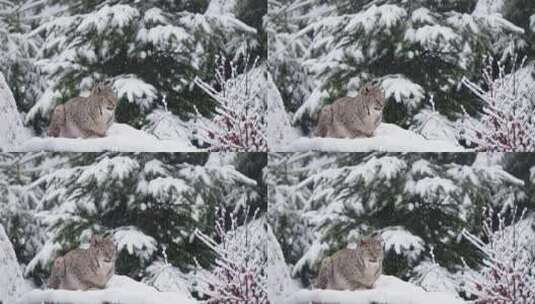 山猫，野猫，雪，物种高清在线视频素材下载