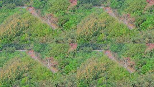 海南白沙九架岭木棉花高清在线视频素材下载