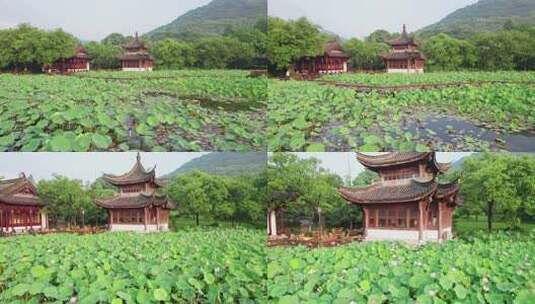 杭州湘湖荷花庄夏天荷塘风景航拍高清在线视频素材下载