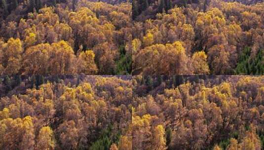 航拍互助北山秋景高清在线视频素材下载